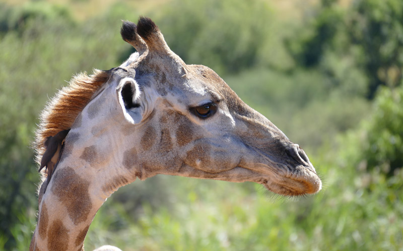 specialist tour operators